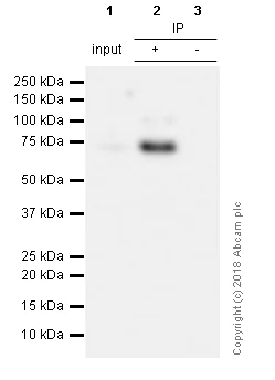 Immunoprecipitation - Anti-SOX9 antibody [EPR12755] - BSA and Azide free (AB250630)