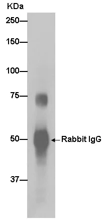 Immunoprecipitation - Anti-SOX9 antibody [EPR12755] - BSA and Azide free (AB250630)