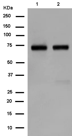 Western blot - Anti-SOX9 antibody [EPR12755] - BSA and Azide free (AB250630)