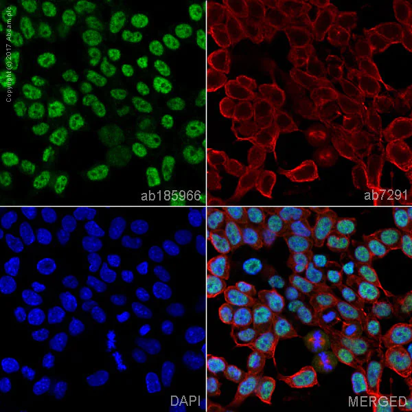 Immunocytochemistry/ Immunofluorescence - Anti-SOX9 antibody [EPR14335-78] - BSA and Azide free (AB225541)