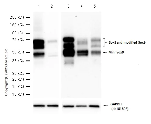 Western blot - Anti-SOX9 antibody [EPR14335-78] - BSA and Azide free (AB225541)