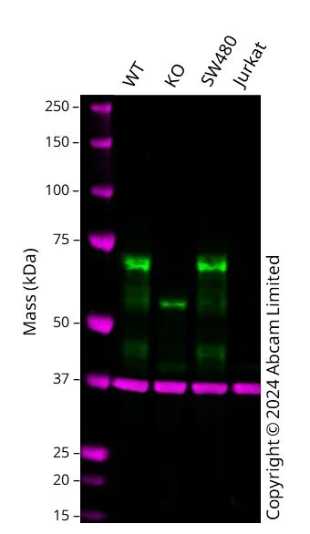 Western blot - Anti-SOX9 antibody [EPR14335-78] - BSA and Azide free (AB225541)