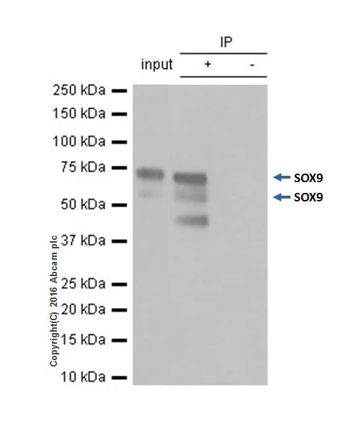 Immunoprecipitation - Anti-SOX9 antibody [EPR14335] (AB185230)