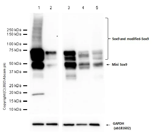 Western blot - Anti-SOX9 antibody [EPR14335] (AB185230)