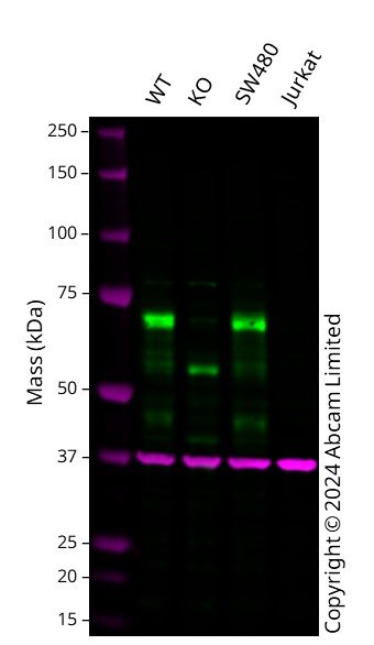 Western blot - Anti-SOX9 antibody [EPR14335] (ab185230), expandable thumbnail