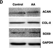 Western blot - Anti-SOX9 antibody [EPR14335] (ab185230), expandable thumbnail
