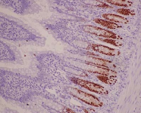 Immunohistochemistry (Formalin/PFA-fixed paraffin-embedded sections) - Anti-SOX9 antibody [EPR14335] - BSA and Azide free (ab220812), expandable thumbnail