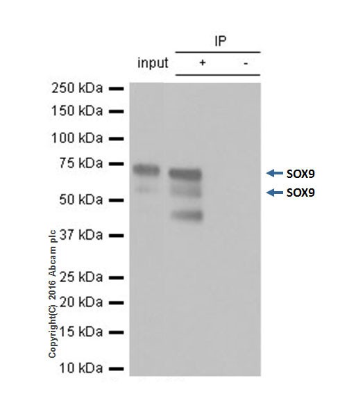 Immunoprecipitation - Anti-SOX9 antibody [EPR14335] - BSA and Azide free (AB220812), expandable thumbnail