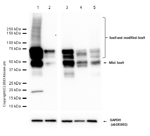 Western blot - Anti-SOX9 antibody [EPR14335] - BSA and Azide free (ab220812), expandable thumbnail