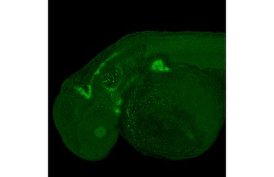 IHC - Wholemount - Anti-Sox9a antibody - N-terminal (AB209820)