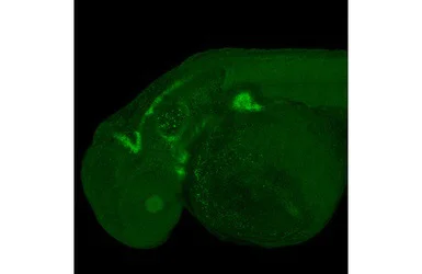 IHC - Wholemount - Anti-Sox9a antibody - N-terminal (AB209820)