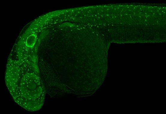 IHC - Wholemount - Anti-Sox9a antibody - N-terminal (AB209820), expandable thumbnail