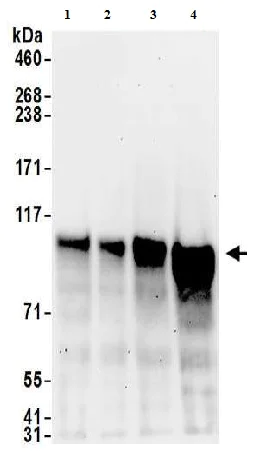 Western blot - Anti-SP1 antibody (AB157123)