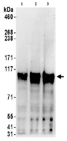 Western blot - Anti-SP1 antibody (AB157123)