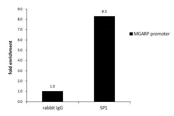 ChIP - Anti-SP1 antibody (AB227383), expandable thumbnail