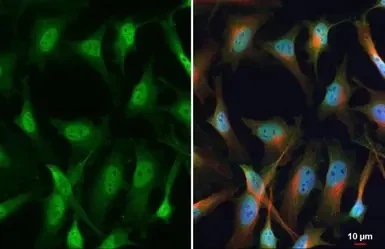 Immunocytochemistry/ Immunofluorescence - Anti-SP1 antibody (AB227383)