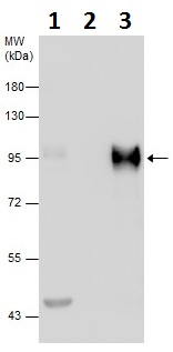 Immunoprecipitation - Anti-SP1 antibody (AB227383), expandable thumbnail