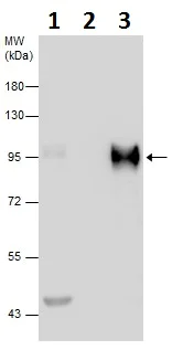 Immunoprecipitation - Anti-SP1 antibody (AB227383)