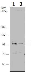 Western blot - Anti-SP1 antibody (AB227383), expandable thumbnail