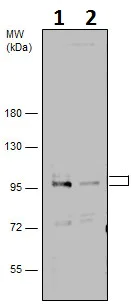 Western blot - Anti-SP1 antibody (AB227383)