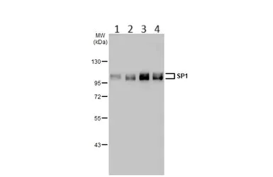 おまとめ【fl537】【aph73】 Alexa Fluor 647 anti-mouse CD5 Antibody anti-CD5 - 53-7.3