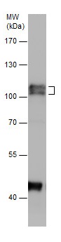 Western blot - Anti-SP1 antibody (ab227383), expandable thumbnail