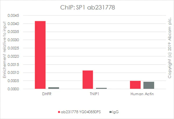 ChIP - Anti-SP1 antibody [EPR22648-50] - BSA and Azide free (AB255289)