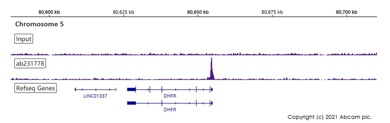 ChIP-sequencing - Anti-SP1 antibody [EPR22648-50] - BSA and Azide free (AB255289)