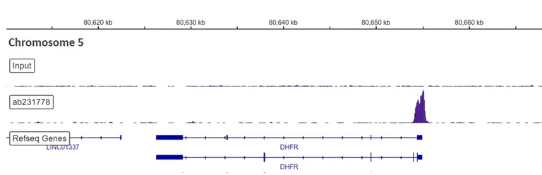 ChIP-sequencing - Anti-SP1 antibody [EPR22648-50] - BSA and Azide free (AB255289)