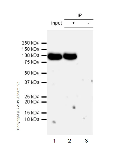 Immunoprecipitation - Anti-SP1 antibody [EPR22648-50] - BSA and Azide free (AB255289)