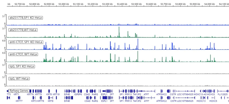ChIC/CUT&RUN sequencing - Anti-SP1 antibody [EPR22648-50] - ChIP Grade (AB231778)