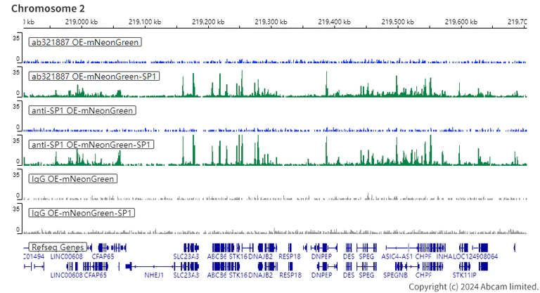 ChIC/CUT&RUN sequencing - Anti-SP1 antibody [EPR22648-50] - ChIP Grade (AB231778)