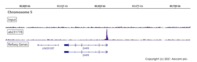 ChIP-sequencing - Anti-SP1 antibody [EPR22648-50] - ChIP Grade (AB231778)