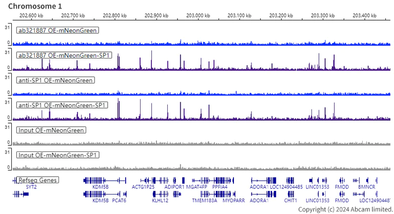 ChIP-sequencing - Anti-SP1 antibody [EPR22648-50] - ChIP Grade (AB231778)