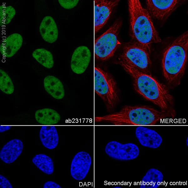 Immunocytochemistry/ Immunofluorescence - Anti-SP1 antibody [EPR22648-50] - ChIP Grade (AB231778)