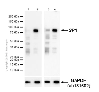 Western blot - Anti-SP1 antibody [EPR22648-50] - ChIP Grade (AB231778)