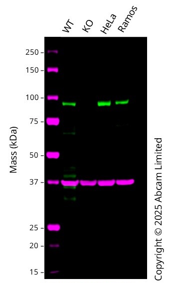 Western blot - Anti-SP1 antibody [EPR22648-50] - ChIP Grade (AB231778)