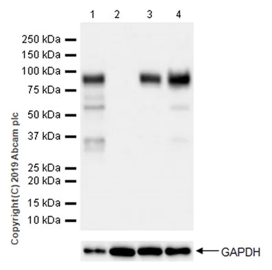 Western blot - Anti-SP1 antibody [EPR22648-50] - ChIP Grade (AB231778)