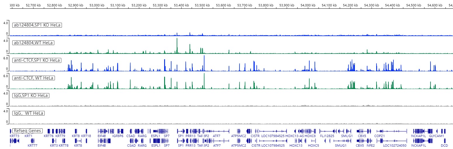 ChIC/CUT&RUN sequencing - Anti-SP1 antibody [EPR6662(B)] (ab124804), expandable thumbnail