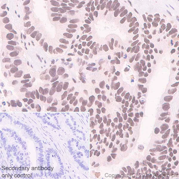 Immunohistochemistry (Formalin/PFA-fixed paraffin-embedded sections) - Anti-SP1 antibody [EPR6662(B)] (AB124804)