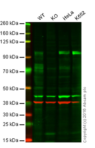 Western blot - Anti-SP1 antibody [EPR6662(B)] (ab124804), expandable thumbnail