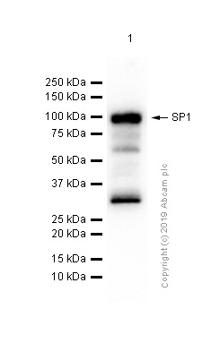 Western blot - Anti-SP1 antibody [EPR6662(B)] (ab124804), expandable thumbnail