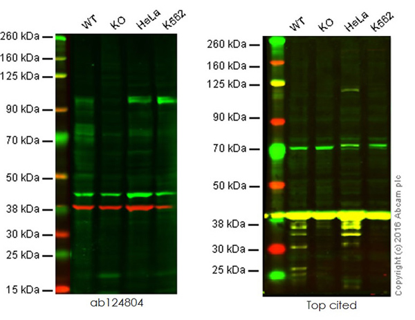Western blot - Anti-SP1 antibody [EPR6662(B)] (ab124804), expandable thumbnail