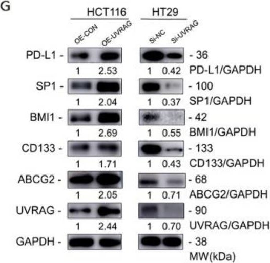 Western blot - Anti-SP1 antibody [EPR6662(B)] (ab124804), expandable thumbnail