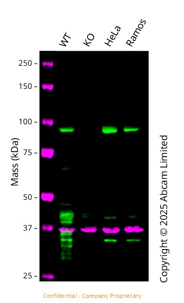 Western blot - Anti-SP1 antibody [EPR6662(B)] (ab124804), expandable thumbnail