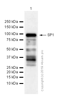 Western blot - Anti-SP1 antibody [EPR6662(B)] (AB124804)
