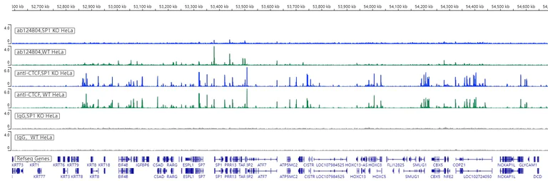 ChIC/CUT&RUN sequencing - Anti-SP1 antibody [EPR6662(B)] - BSA and Azide free (AB240001)
