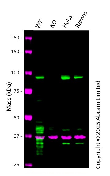 Western blot - Anti-SP1 antibody [EPR6662(B)] - BSA and Azide free (ab240001), expandable thumbnail