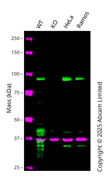 Western blot - Anti-SP1 antibody [EPR6662(B)] - BSA and Azide free (AB240001)