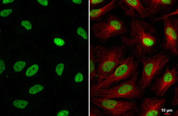 Immunocytochemistry/ Immunofluorescence - Anti-SP1 antibody [HL1396] (AB308364)
